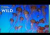 Jellyfish 101 | Nat Geo Wild