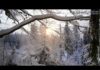 Snow falling from tree branch in forest in winter, Bavarian Forest National Park, Germany, January.
