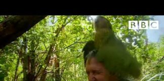 Shagged by a rare parrot | Last Chance To See – BBC