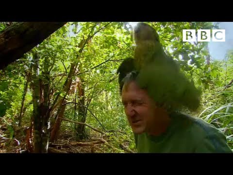 Shagged by a rare parrot | Last Chance To See – BBC
