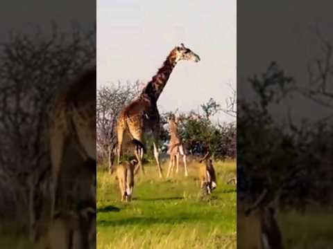 MOM GIRAFFE FIGHT LIONS TO SAVE THE BABY #shorts #animals #lion