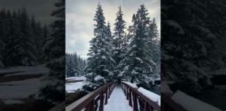 Snow covers the trees in the forest#short #snow