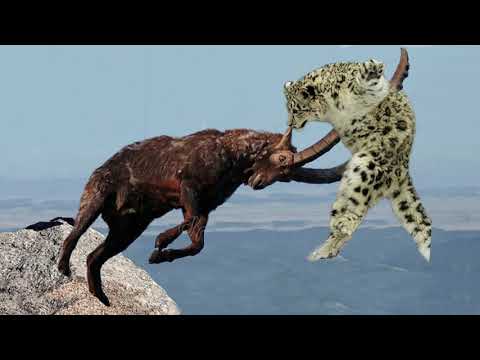 Mountain Goat Tossing Snow Leopard Falls Down From Cliff To Escape – Even The Mighty Can Falter