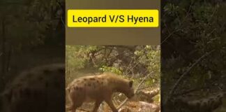 Hyena Clan Brutally Attacks And Kills a Leopard #shorts #shortsvideo #animals #animalsvideo
