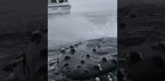 Insanely Friendly Humpback whale plays with boat