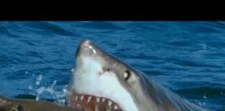 Great White Shark Attacks Robotic Seal | Spy In The Wild | BBC Earth