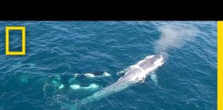 Watch: Killer Whales Charge Blue Whale (Rare Drone Footage) | National Geographic