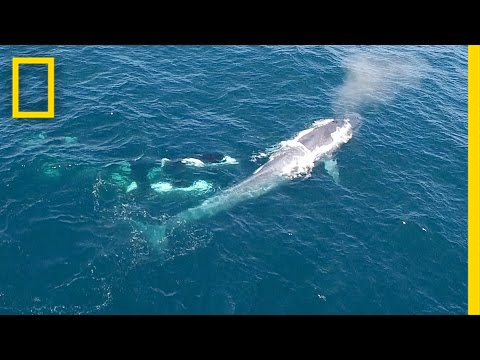 Watch: Killer Whales Charge Blue Whale (Rare Drone Footage) | National Geographic