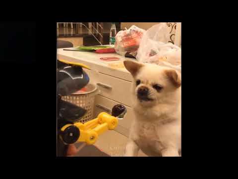 Cute And Funny Pets  Try Not To Laugh To These Pets  Animals funny video Animals horts animalsvideos