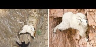 Win Or Fall Game !! Bear Vs Mountain Goats