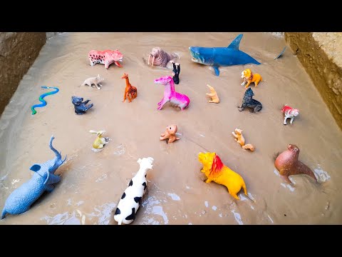 Learn Sea Animals Wild Animals and Farm Animals Names and Sounds Along with This Big Shark