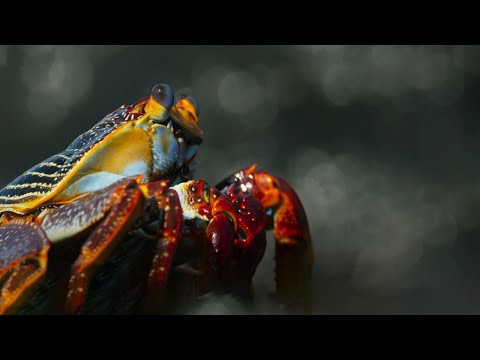 Crab vs Eel vs Octopus | Blue Planet II | BBC Earth