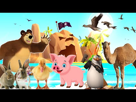 Funny familiar animals moments Tiger,lion,cow,cat,dog,duck, zebra, money, rabbit and more animals
