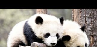 Wolong Grove Panda Cam powered by EXPLORE.org