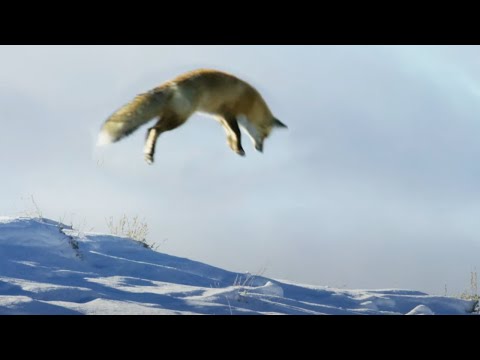Fox Dives Head First in to Snow | Planet Earth II | BBC Earth