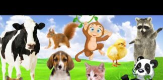 Funny Animal Sounds: Puppy, Kitten, Monkey, Squirrel, Cow, Chicken, Panda, Raccoon and others!