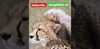 Liopard with It’s Cub | #shorts  #wildanimals #viralshorts #wildlife  #junglibilli2.0