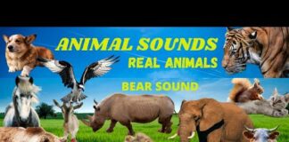 Animal sounds, Bear sounds, wild animal sound, animal videos, familiar animal sound, wild life, Bear