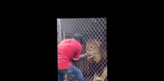 #lion attack on man/#human😱😱😱😱😱😱