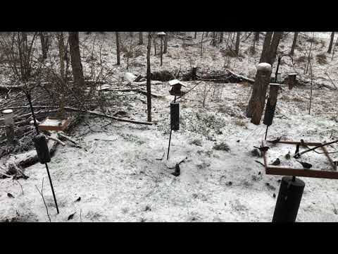 Nature Sounds of Forest Birds in the Snow  – Calm Relaxation and Sleeping (One Hour) HD