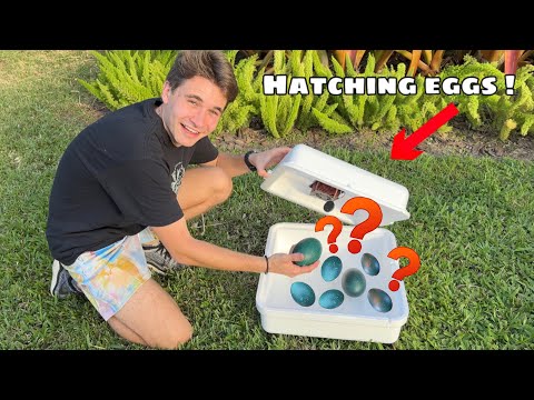 HATCHING OUT THE MYSTERY EGGS ! WHATS INSIDE ?!