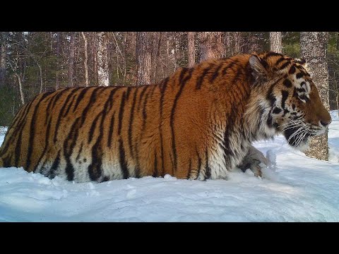 Collection of beautiful scenes of Siberian tigers running and hunting in snow mountain forest