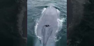 Blue Whale: The Largest Animal In The World