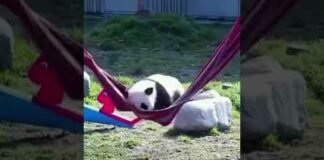 Pandas are such a funny animal #cute #funny #animal #animals #funnyanimals
