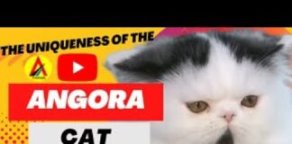 The Uniqueness of the Angora Cat Animals