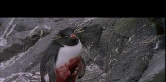 Penguins: the hunters become the hunted.