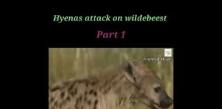 Wild Animals vudeos hyenas attack on wildebeest | Animal Hunt