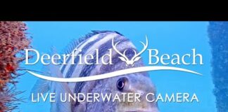 LIVE Deerfield Beach, FL USA – Underwater Camera