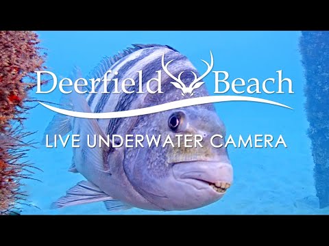 LIVE Deerfield Beach, FL USA – Underwater Camera