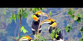 Indian Hornbills Bird | animal planet full episode in hindi | full documentary hindi