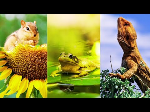 Species of animals and their sounds – funny animals.
