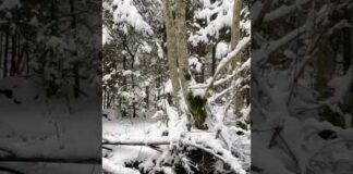Snow forest ❄ #snow #forest #wildlife #nature #viral #shortsvideo #shorts #trending #jungle