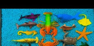 Learn Deep Sea Animals Name and their Sounds | Beautiful Sea Animals | Big Shark | My Animal Box