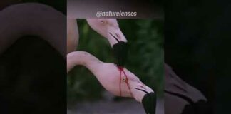 Is This Flamingo Feeding Blood To Its Baby?