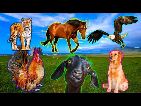 Funny Sound Of Animals Familiar animals Cat, Deer, Dog, Donkey, Monkey, Horse (Part 2)