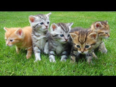 all animal video and sound |  all animals fighting video,funniest animal videos of all time, animal