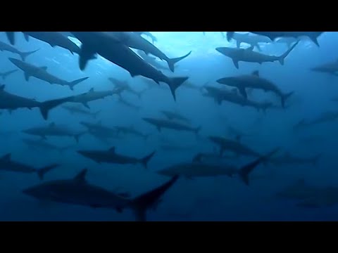 Thousands of Sharks Gathering | Blue Planet | BBC Earth