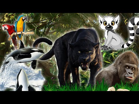 Cute little animals and farm parrot,panther,lemur,killer,whale,gorilla Animal Moments