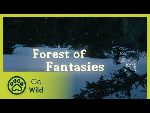 Forest of Fantasies – Go Wild