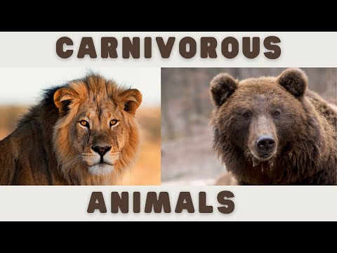 Weird and Fun Carnivorous Animal Names Tiger, Bear, Leopard, Cheetah, Shark, Lion, Bear, and More!