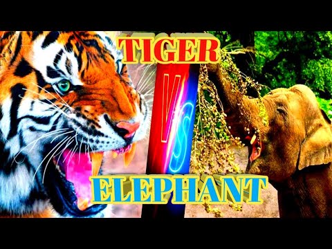 Tiger vs Elephant fight/Elephant vs Tiger flight/Tiger of the God!animals fight/Elephant of the god!