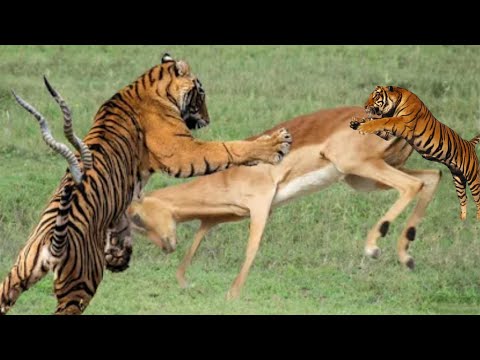 Tiger Fight With Deer | The Tiger Lost To The Deer | Wildlife Animals Documentary