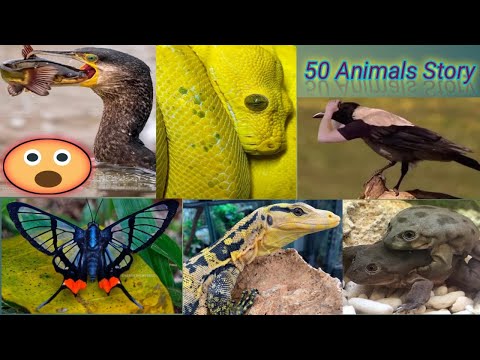 Animals Story 2M | Cute dog story Videos Cutest moment of the story | Cute story | 50 animals | #12