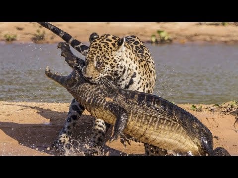 Jaguar VS Crocodile & Amazing Animal Fights – Wild Animals Documentary 2018