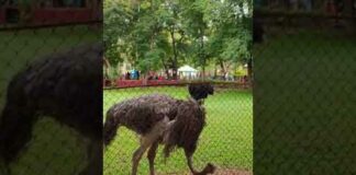 Ostrich bird || Zoo Park #shorts #ytshorts