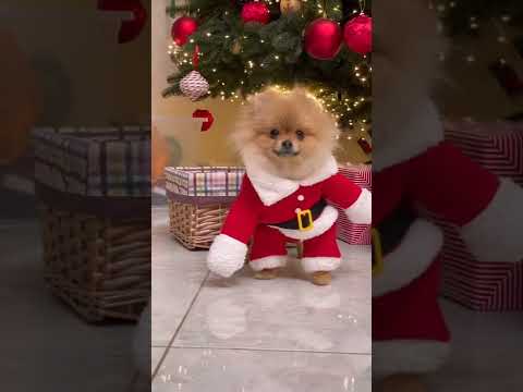Cute Very Funny Dogs Baby
